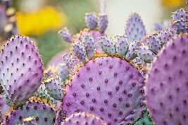 Arizona Purple Prickly Pear Cactus Seeds Opuntia Macrocentra Purple Cacti - $8.22 CAD
