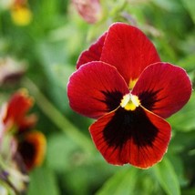 Pansy Seeds Flame Giant Pansy Flower Seed 2000 Seeds USA Fast Shipping - £15.44 GBP