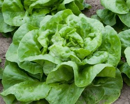 USA Seller 1000 Buttercrunch Lettuce Seeds New Fresh Fast Shipping - $12.16