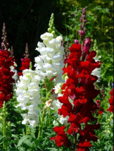 Dwarf Snapdragon Mixed Seeds - 500 Seeds EASY TO GROW SEED - £4.71 GBP