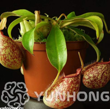 50 Pcs Tropical Pitcher Plant Giant Nepenthes Herb Ca ivorous Plants Dec... - £6.20 GBP