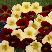 15 Seeds Nasturtium Night &amp; Day mix Flower Plant Garden - £6.60 GBP