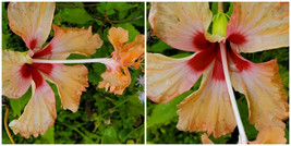 Exotic Orange Lion Tail Hibiscus~Pom Pom Starter Live Plant 3 To 5&quot; Tall - £23.12 GBP