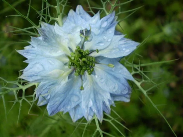 Top Seller 400 Blue &amp; White Love In A Mist Nigella Damascena Fennel Flower Seeds - £11.48 GBP