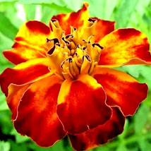 AD French Marigold 30 Seeds Spring Mix Flower Mosquito Insect Repellent ... - $13.26