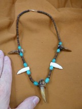 (G-162-101) GATOR Alligator 2 Teeth + TOE aceh bovine BONE + turquoise NECKLACE - $55.15