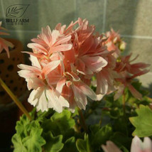 BELLFARM Geranium White Light Orange Thin Long Ornamental Bonsai Flowers &#39;Seeds&#39; - £3.56 GBP