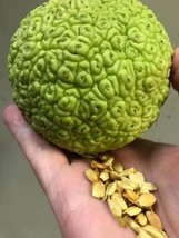 10 seeds Maclura Monkey Ball or Hedge Apple Plant Quick Heirloom Seeds for Fast  - $12.00