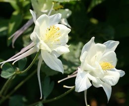 Sale 25 Seeds Crystal Star White Columbine Aquilegia Caerulea Flower USA - £7.89 GBP