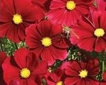 Beautiful Cosmos Dazzler Flower Seeds 100 Seeds Fast Shipping - $7.99