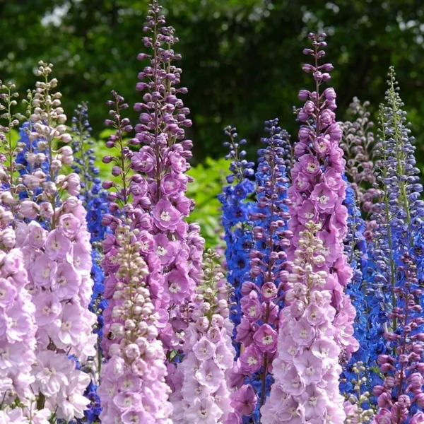 50+ Larkspur &#39;Connecticut Yankee Mix&#39; Seeds Delphinium Belladonna Stunning Mix F - £12.65 GBP