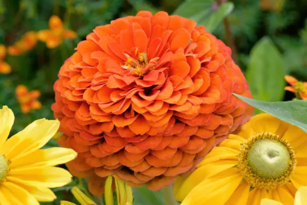 250 Orange King Zinnia Elegans Flower Seeds Fresh - £7.86 GBP