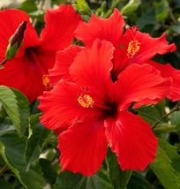 Tropical Red Hibiscus Starter Live Plant 3 To 5 Inches Tall - £8.66 GBP