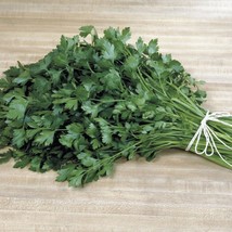 LWSTORE Italian Plain Leaf Parsley 300 Seeds Fragrant Healthy Herb Flavor USPS S - £6.63 GBP