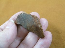 DF301-19 Fossil REAL 1-5/8&quot; DINOSAUR Bone Slice Jurassic Dino love dinos... - €7,02 EUR