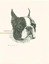 #57 BOSTON TERRIER *  dog art print * Pen &amp; ink drawing * Jan Jellins - $12.50