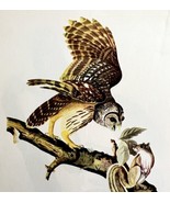 Barred Owl 1950 Lithograph Art Print Audubon Bird First Edition DWU14D - $41.01 CAD