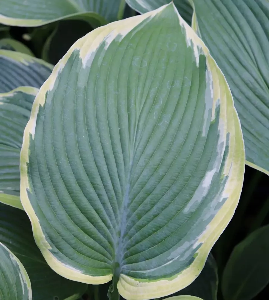 Hosta Oyster Barted Plant  - £36.23 GBP