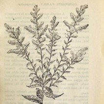 1905 Solidago Rugosa Wild Flower Print Pen &amp; Ink Lithograph Antique 6.75 x 3.75&quot; - £13.87 GBP