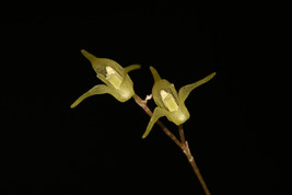 Pleurothallis / Specklinia Morganii Micro Miniature Orchid Mounted - £33.73 GBP