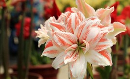 2 Amaryllis Vittata Bulbs Fw95210-17 Garden - £33.83 GBP