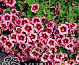 100 Seeds Mini Calibrchoa Million Bells Petunia Seeds Pink Dark Rose Red Bi Lowe - $8.13