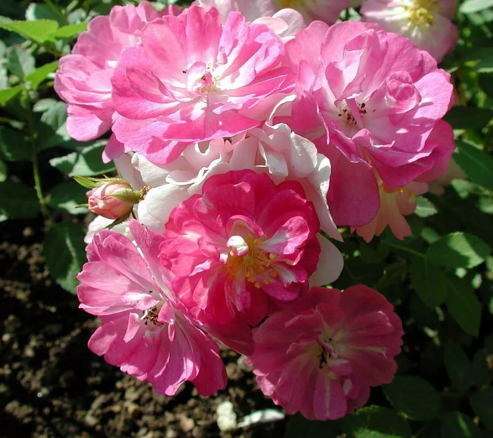 Miniature Angel Wings Rose 10 Seeds - Perennial - $18.06