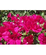 Live Plant - Bougainvillea - &#39;Barbara Karst&#39; - $29.00