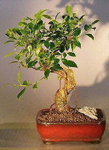 Ficus Retusa Bonsai Tree - Medium Curved Trunk Style - £100.95 GBP