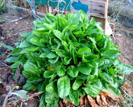 100 seeds Perennial Large Leaf Sorrel Create a Lush Garden with Premium Seeds  - £11.08 GBP