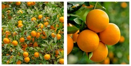Valencia Orange Tree Citrus 26-30&quot; Tall Live Plant - Grafted - £123.25 GBP