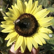 VC 25 Lemon Queen Sunflower Seeds Large Beautiful Easy Grow - $9.77