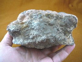 (DF844-166) 3 Lb Fossil Real Dinosaur Poop Coprolite Dino Valley Utah Dung Scat - £57.71 GBP