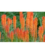 25 Elvia Torch Lily Hot Poker Flower Seeds - $9.00