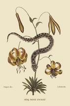 Hog Nosed Snake by Mark Catesby #2 - Art Print - $21.99+