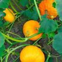 Sugar Pie Pumpkins  Organic Seeds  Non Gmo Heirloom Pumpkin Seeds 10 Seeds - £9.95 GBP