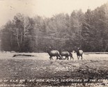 Vintage Real Photo Postcard Band of Elk on Hoh River Near Spruce WA C Hu... - $10.84