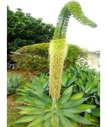 FOXTAIL AGAVE ATTENUATA spineless rare agaves succulent aloe plant seed ... - $187.14 MXN