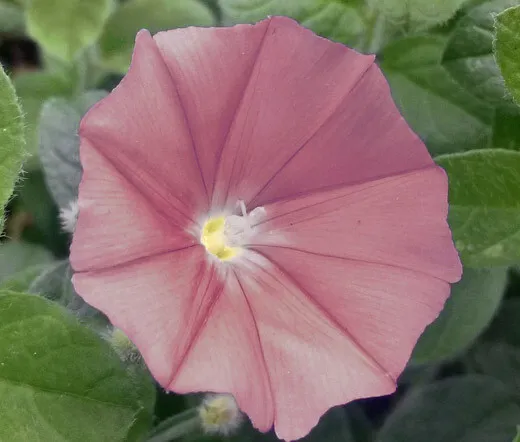 Morning Glory Japanese Chocolate Ipomoea Nil 50 Fresh Seeds - £39.95 GBP