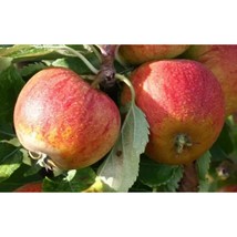 25+ Cox&#39;s Orange Pippin Apple Seeds – Heirloom Dessert Apple Variety - $16.50