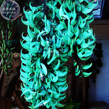 Mucuna Blue Red Black Jade Vine Bonsai 5 Seeds Very Flowers E3521 Gardening USA  - £9.07 GBP