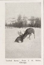 1939 Magazine Photo Two Huge Buck Deer with Locked Horns in the Snow - $8.35