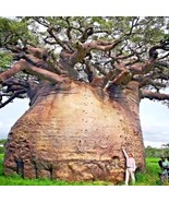ADW 5 Baobab Seeds Adansonia Digitata Tree Of Life Monkey Bread Bonsai F... - €11,44 EUR