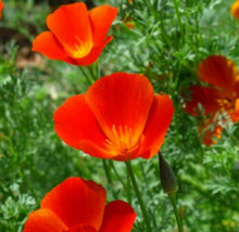 FROM USA  Mikado California Poppy Seeds | Red Orange Poppies Drought Deer Flower - £4.47 GBP