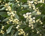 Sale 20 Seeds Australian Blackwood Tree Black Acacia Melanoxylon Wattle ... - $9.90