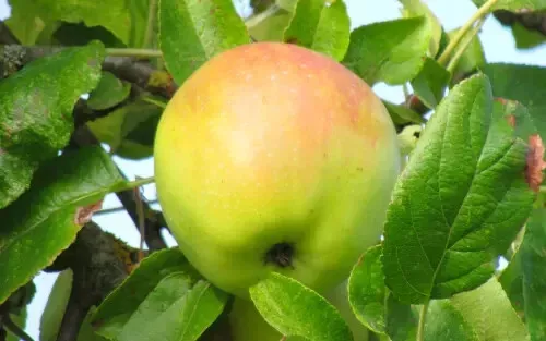 Fresh 25 Cabarette Apple Seeds - £12.16 GBP