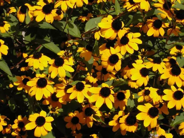 Top Seller 500 Brown Eyed Susan Rudbeckia Triloba Flower Seeds - $14.60