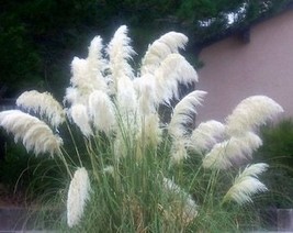 White Pampas Grass Perennial Ornamental 1 Live Plant Fast Growing Plants... - £19.55 GBP