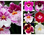 50 Seeds MIX Orchid Miltoniopsis Breathless Beauty Flower Garden - £27.47 GBP