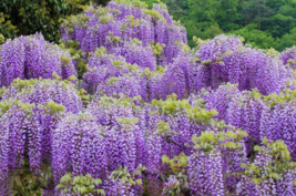 5 Pc Seeds Wisteria sinensis Plant, Wisteria Flower Seeds for Planting | RK - £14.86 GBP